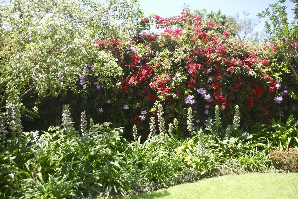 יוהנסבורג Melville Manor Guest House מראה חיצוני תמונה
