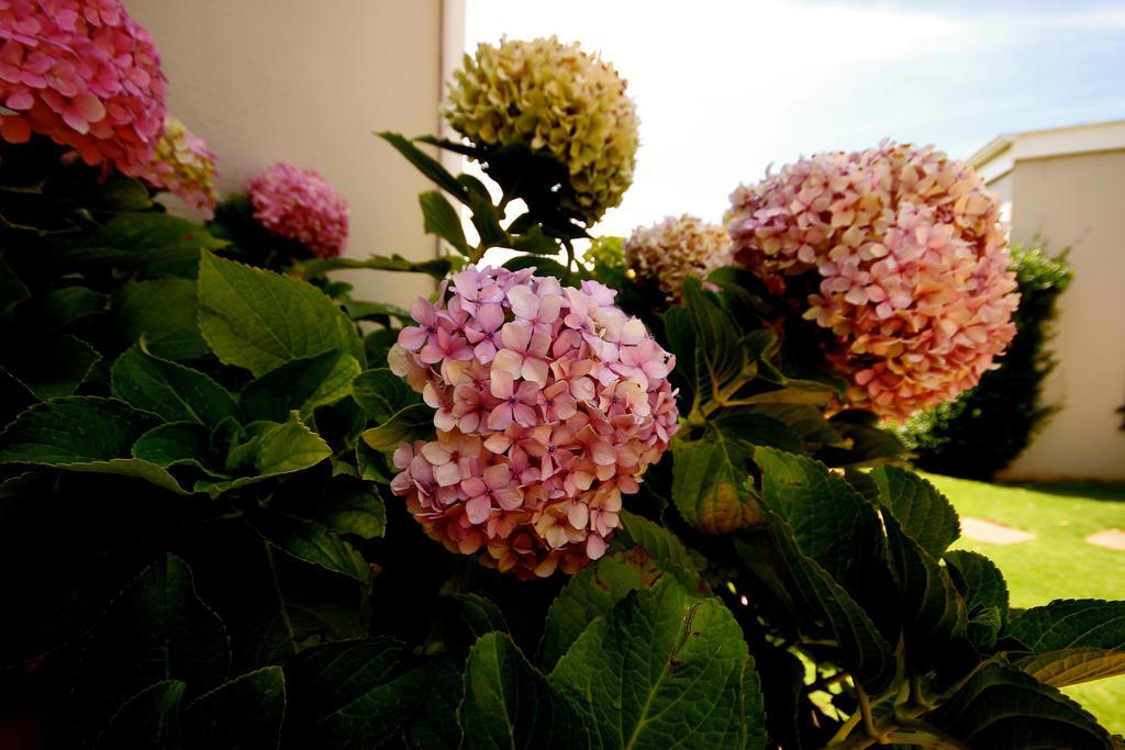 יוהנסבורג Melville Manor Guest House מראה חיצוני תמונה